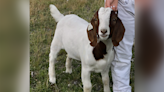 Adults led a pet goat to slaughter to teach girl a lesson. All she learned was cruelty | Opinion