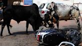 Stray cattle kill 65-yr-old woman in Kurukshetra
