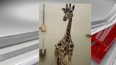 Meet the Birmingham Zoo’s baby giraffe Mopane