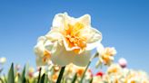 Hoping for spring flowers? Start planting bulbs this fall