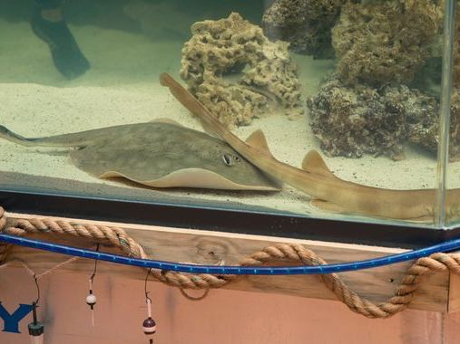'Virgin' pregnant stingray Charlotte has 'rare disease', says North Carolina aquarium