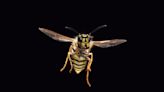 Wasps are some of nature's smartest, meanest and most misunderstood bugs