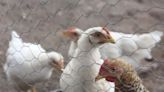 15,000 aves muertas: AMLO confirma primer brote de gripe aviar en Sonora