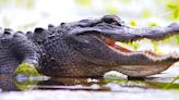 Applications for alligator harvest permits open, including new Alligator Super Hunt