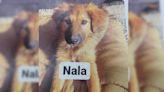 Have you seen Nala? Urgent appeal to find missing dog