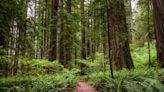 Visit California's Lassen Park, Yosemite, Death Valley, Redwoods National Park