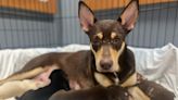 Carolina dogs from Indiana hoarding case still need homes, adoption will be available soon