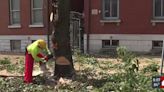 St. Louis Forestry Division using contractors, investing in equipment to tackle tree trimming through busy storm season