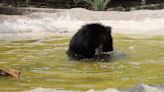 RAW VIDEO: Rescue Bears Attempt To Keep Cool As India Battles Temperatures Of 50 Degrees Celsius 4/7