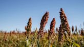 A causa de la “chicharrita”, estiman que el sorgo le ganará terreno al maíz en la próxima campaña