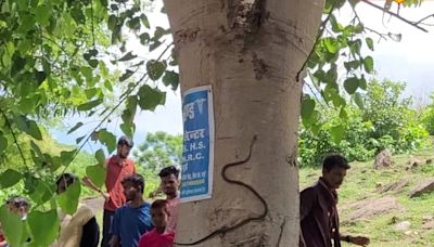 In Bihar, Snake Crawling Up The Tree Outside Lord Shiva Temple Leaves Devotees Stunned - News18