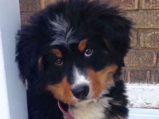 Man films Bernese mountain dog every week growing from puppy to a year old