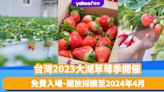 台灣旅遊｜2023大湖草莓季開催！免費入場、開放採摘至2024年4月 即睇士多啤梨品種