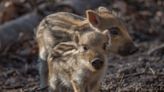 Wild boar research shows we can’t sleep on climate crisis