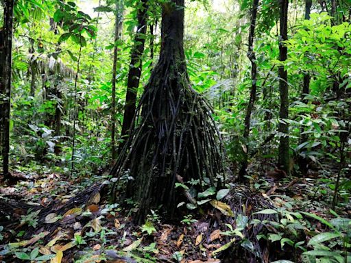 Exclusive-Ecuador examining new Amazon and Ocean linked debt-for-nature swaps, sources say