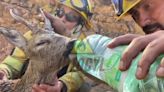 Deer saved by firefighters battling wildfires in Spain
