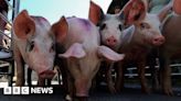 Bishopstone village pig racing event attracts hundreds of spectators