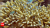 Coral bleachings devastate Bali reefs as sea temperatures rise - Times of India