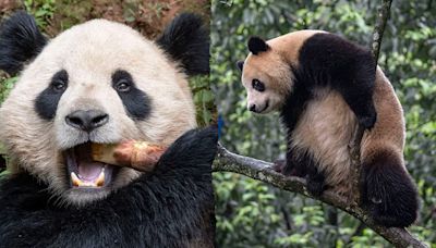 San Diego Zoo debuts two giant pandas from China in key conservation partnership