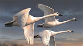 Joseph Hautman's tundra swans artwork has won the 2022 Federal Duck Stamp contest. This is his sixth win.