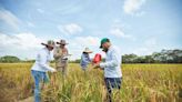 Pequeños productores de arroz tendrán una planta procesadora en Huila