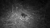 Espinas de erizo y hocico de oso hormiguero: redescubren en Indonesia a un equidna, un mamífero perdido hace décadas