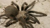 Everything to know about the Texas Brown Tarantula