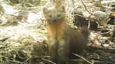 Humboldt Martens get 1.2 million acres of protected habitat