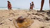 El calentamiento del mar dispara las medusas y dobla su tamaño