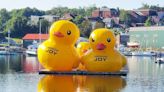 How did those get there? Giant inflatable ducks return to Belfast Harbor in Maine for a third year