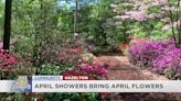 April showers bring April flowers at Azalea path