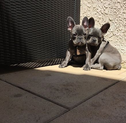 frenchbulldogsla