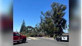 El Camino Real reopens in both directions after crash involving tree, power lines