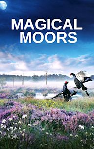 Magical Moors