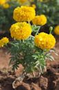 Tagetes