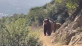 Video shows runner come face-to-face with brown bear and her cubs on California trail