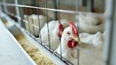 Delaware poultry owners urged to take precautions after avian flu found in Maryland flock