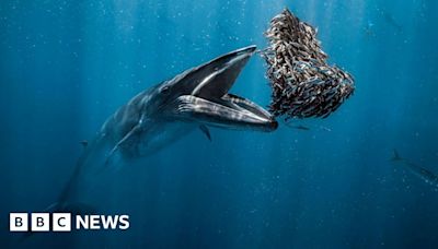 Whale feeding wins Ocean Photographer of the year award