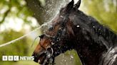 Ice baths and other measures to cool racehorses at Worcester