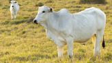 Vaca nelore cuesta más de 4 millones de dólares: ¿por qué es la más cara del mundo?