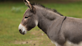 Moment Mini Donkeys Meet Donkey 10 Times Their Size Is Full of Sweetness