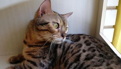 Stunning Bengal Cat Living a Life of Luxury at Wild Cat Sanctuary After Two Failed Adoptions