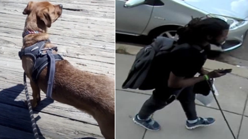 DC police search for suspect after dog stolen in Northeast