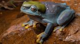 Rare genetic mutation turns green frog blue