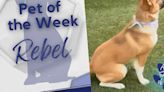 ‘Don’t rebel from your own heart’ Rebel is WF Animal Services Pet of the Week