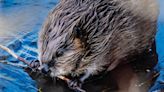 Tireless ecosystem engineers or nuisance animals? Beavers’ presence felt in Boise River