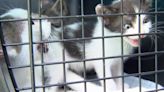 WATCH: Pet rescuer saves three kittens from an abandoned Cape Coral lot