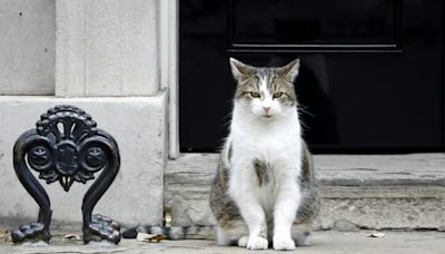 Royaume-Uni: un nouveau chaton va s'installer à Downing Street, aux côtés du célèbre Larry