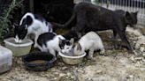 124 Cats Seized From Minnesota Home, Woman Faces Charges