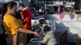 Inside a makeshift shelter saving hundreds of dogs from floods in southern Brazil